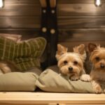 Paws & Relax: How to Make Your Holiday Cottage Perfect for Dog Lovers